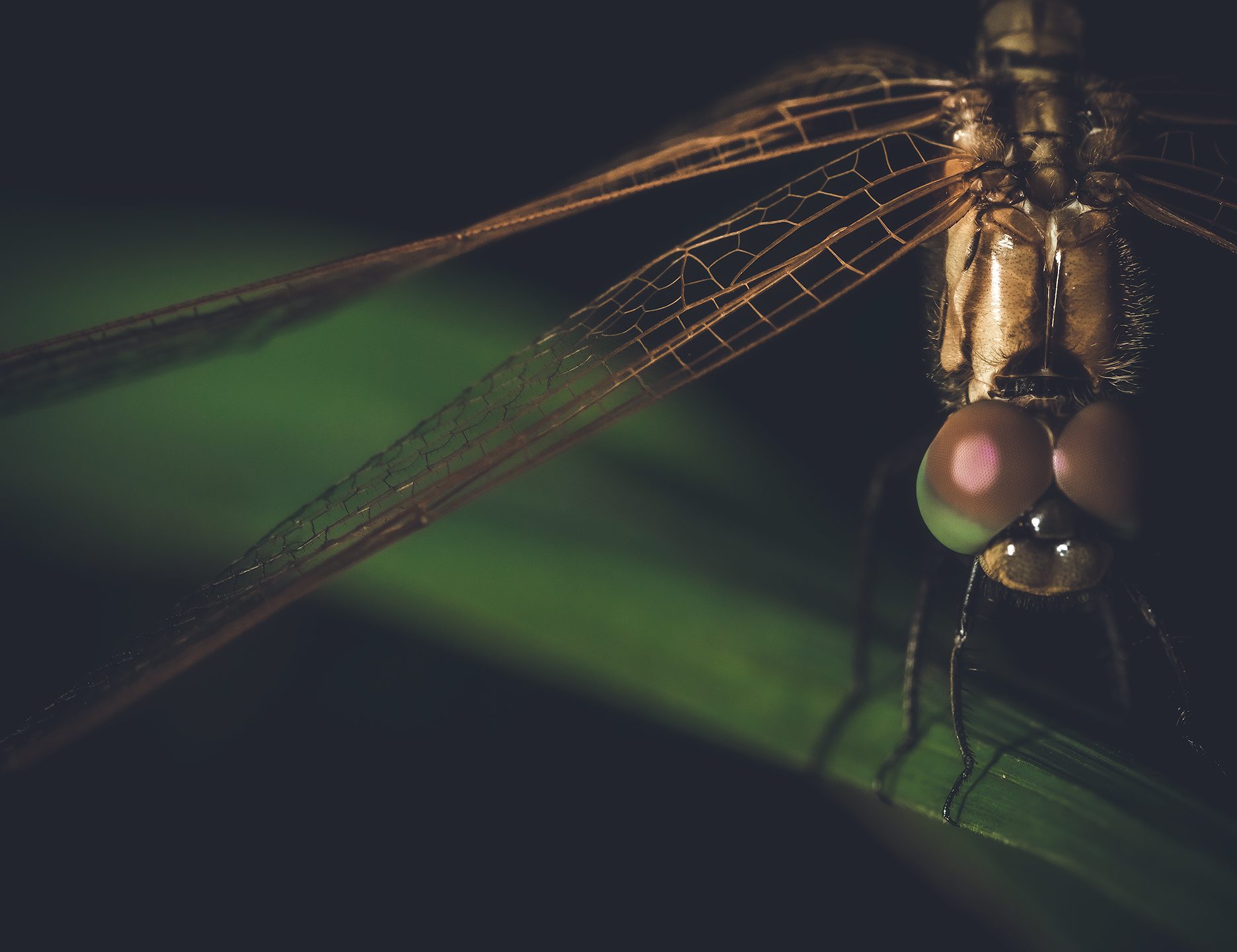 395A4237-(2) 395A4237-(2)