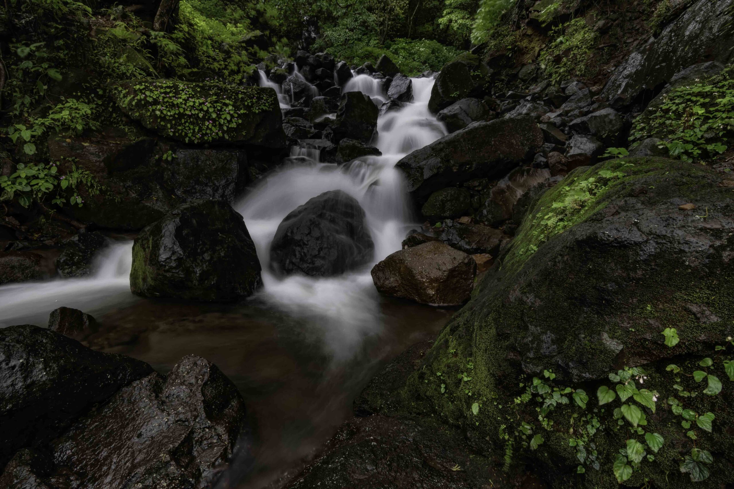 48611958557_992a98f108_o