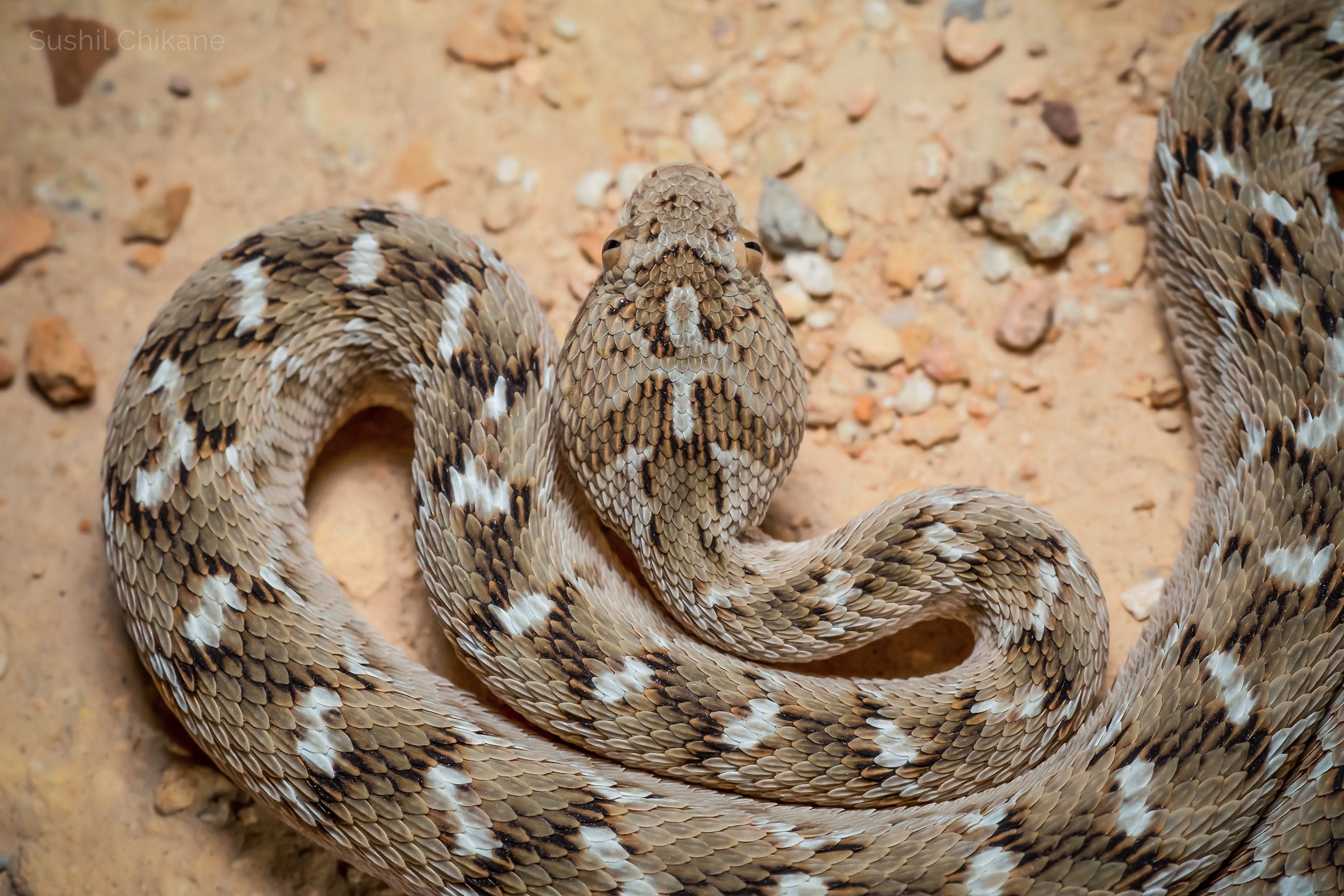 Sochurek's-Saw-scaled-Viper,-Desert-National-Park,-Rajasthan,-India-2 Sochurek's-Saw-scaled-Viper,-Desert-National-Park,-Rajasthan,-India-2