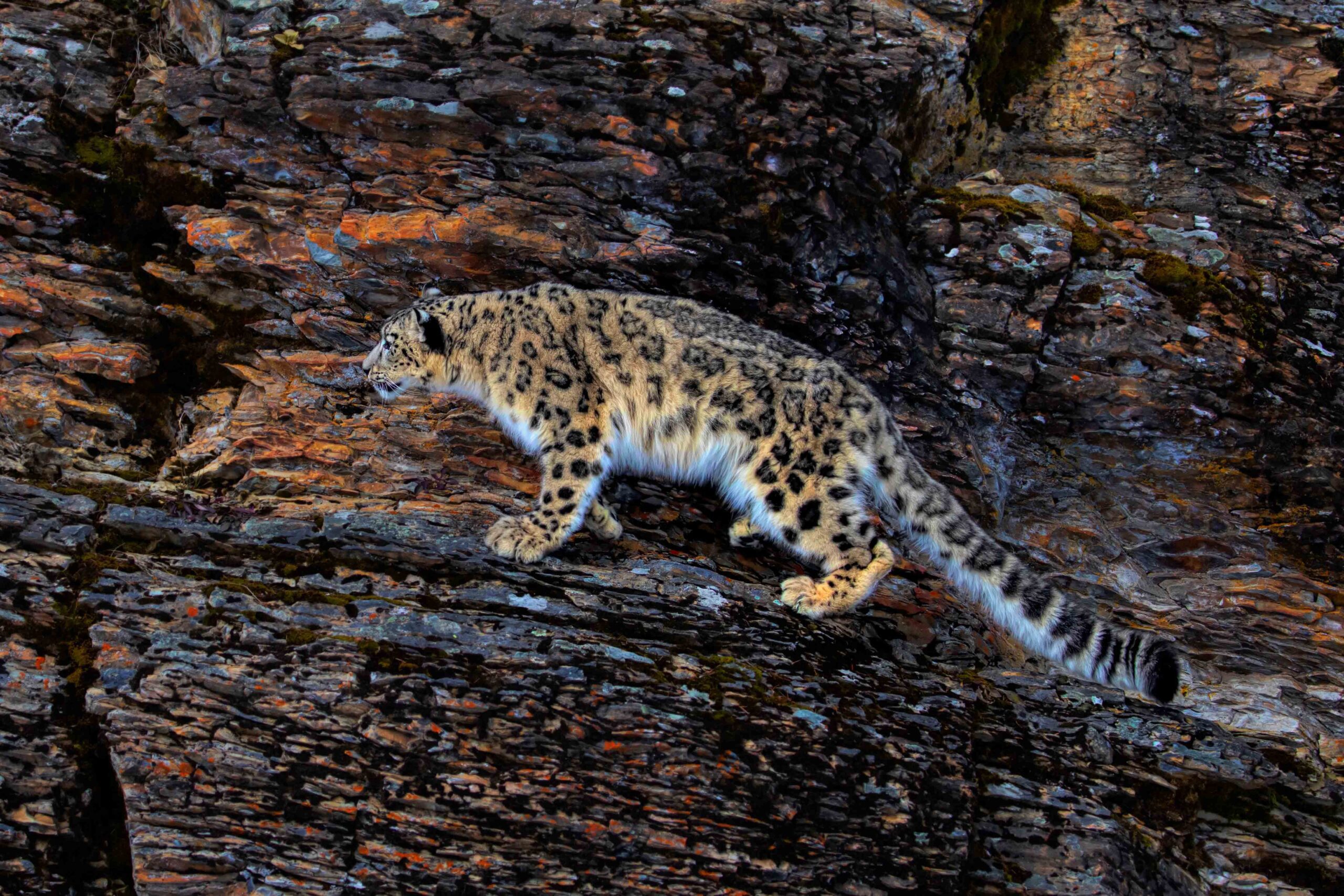 Snow,Leopard,(panthera,Uncia),Walking,On,A,Rocky,Cliff,In Snow,Leopard,(panthera,Uncia),Walking,On,A,Rocky,Cliff,In