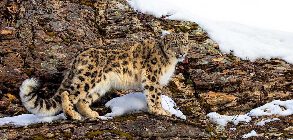 Snow,Leopard,Panthera,Uncia,Walking,On,A,Snow,Covered,Rocky